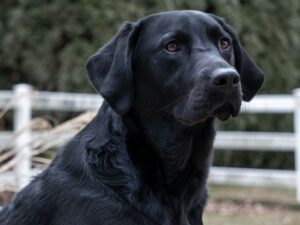 Can Labradors Live Outside