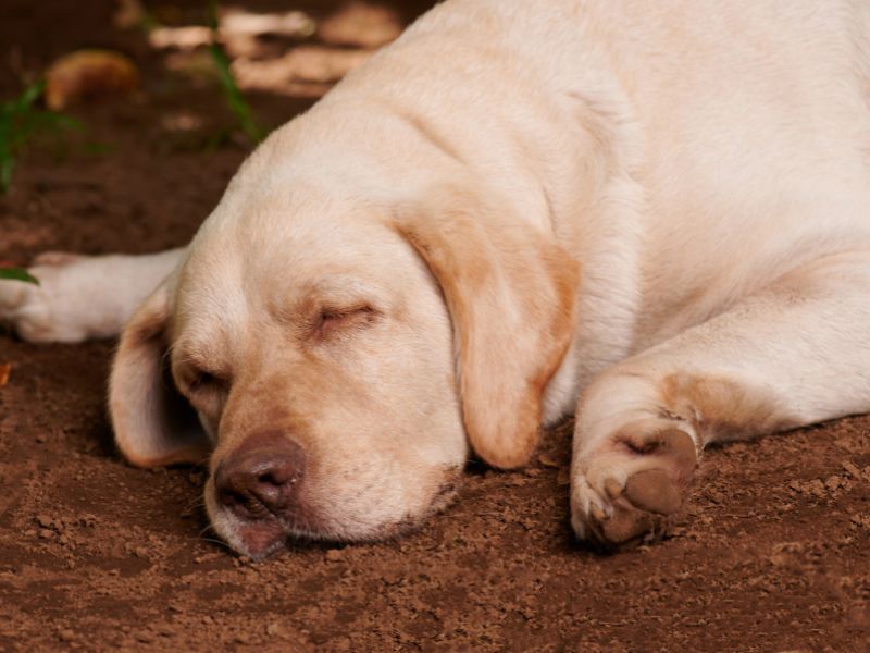 Can Labradors Sleep Outside