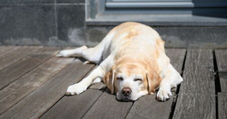 Can Labradors Sleep Outside