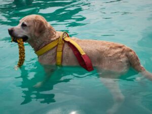 Can Labradors Swim