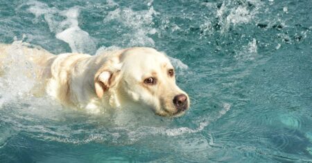 Can Labradors Swim