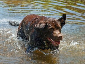 Can Labradors Swim in Cold Water