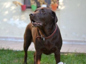 Can You Train A Lab To Be Protective