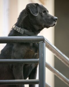 Can a Lab Be a Guard Dog