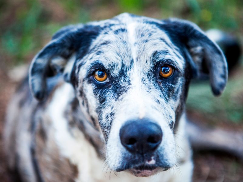 Catahoula Lab Mix Health And Care