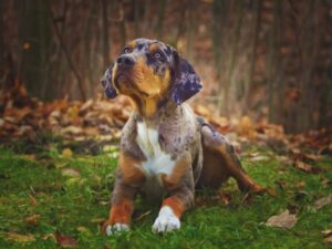 Catahoula Lab Mix Socialization