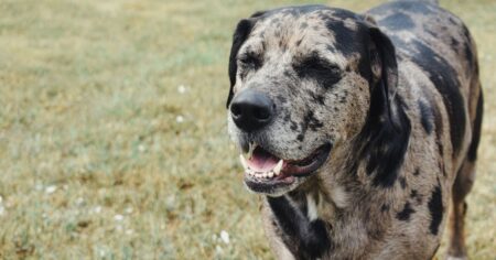 Catahoula Lab Mix – The Labahoula