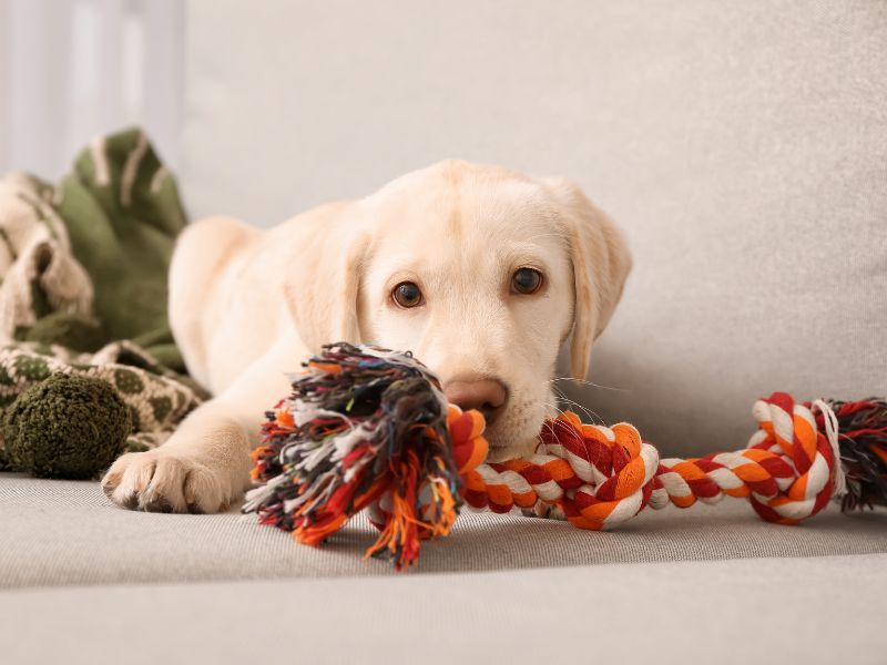 Cool Rope Dog Chew Toy