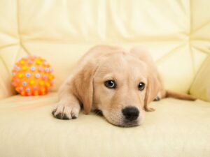 Defining Characteristics of the Beagle Lab Mix