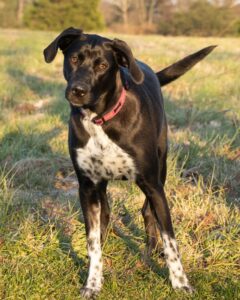 Do Boxer Lab Mixes Shed