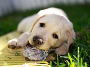 Do Labradors Chew A Lot