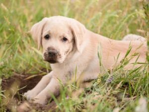 Do Labradors Damage Gardens