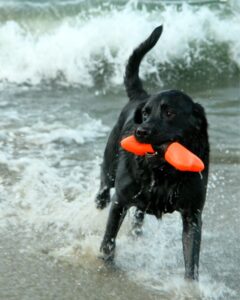 Do Labradors Like to Swim
