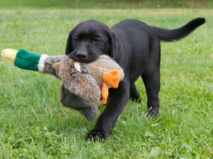 Do Labradors Need A Garden