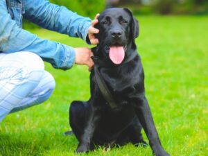 Do Labradors Protect Their Owners