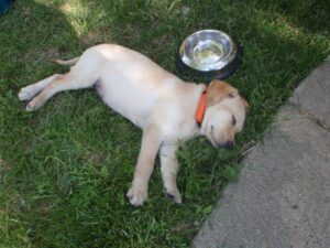 Does The Lab Temperament Suit Living Outside