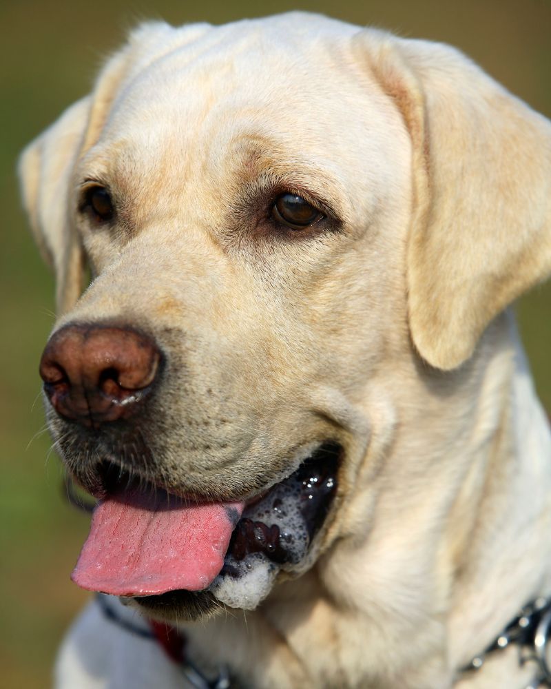 Dog Breeds With Black Spots on Tongue