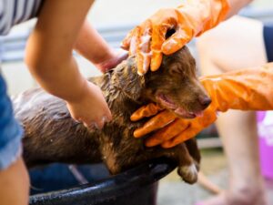 Dog Conditioner