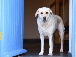 Dog Door Installation