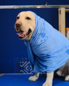 Drying Your Dog