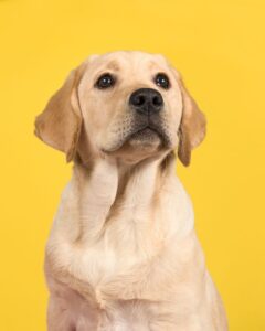 Finding a Labrador Beagle Mix Puppy