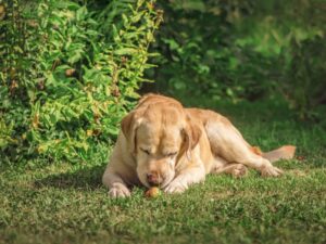 Foods That Are Safe To Share With Your Dog