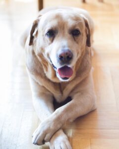 Foods That Are Unhealthy For Dogs