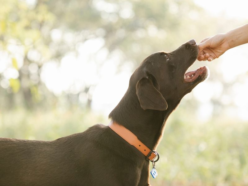 Foods That Can Harm Dogs