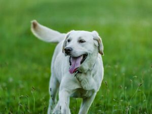 Get Pippa's Training Tips