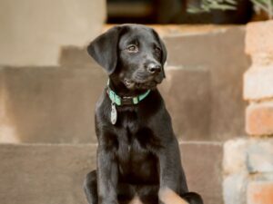 Get Pippa's Training Tips
