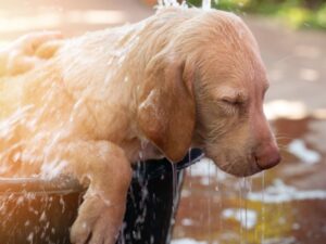 Grooming Your Lab Beagle Mix