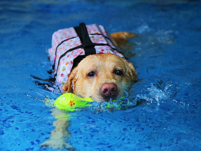Helping Your Labrador Swim Safely