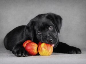 How About Your Dog