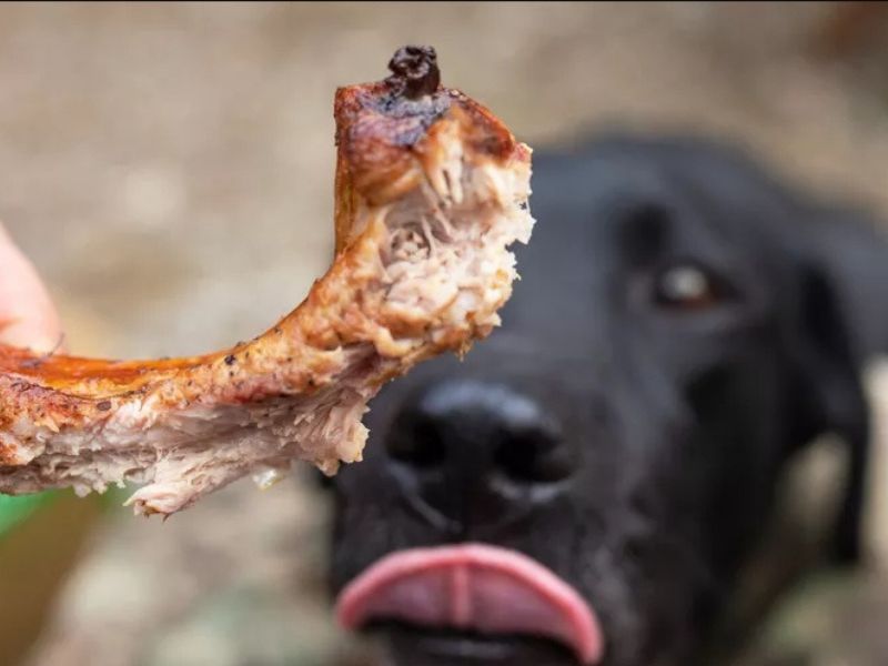 How Can I Feed My Dog Pork
