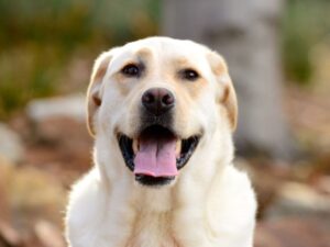How Common Are Dogs With Spotted Tongues