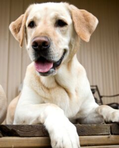 How Labs' Past Shapes Their Personality Today