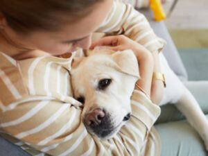 How Much Attention Do Labradors Need