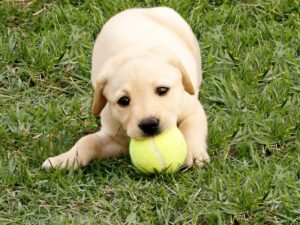 How Much Exercise Do Labradors Need