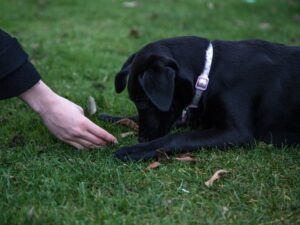 How Much Training Do Labradors Need