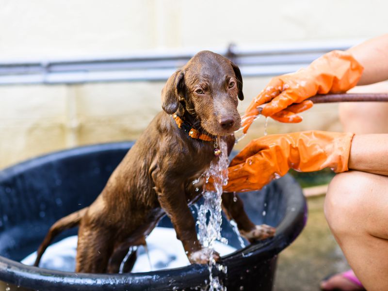 How Often Should You Bathe A Puppy