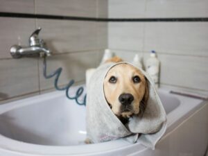 How Often Should You Wash Your Dog
