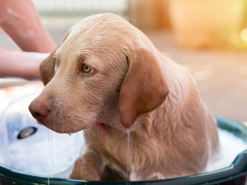 How To Bathe Your Dog With A Hose