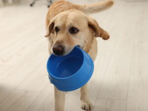 How To Stop Your Dog Begging In Three Easy Steps