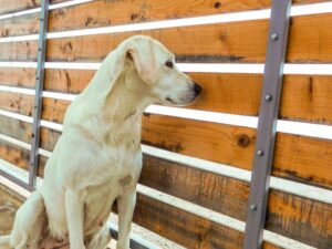 Important Traits of Guard Dogs