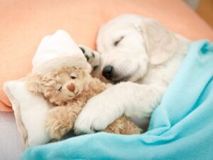 Introduce Soft Toys as Soon as Possible
