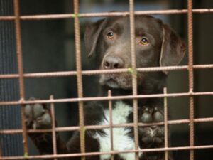 Is Bringing Home a Rescue Dog Right For Me