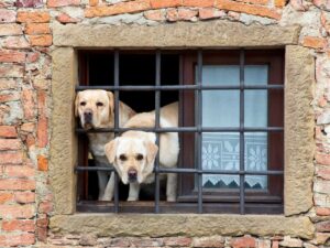 Labrador Retriever Guard Dog or Watch Dog