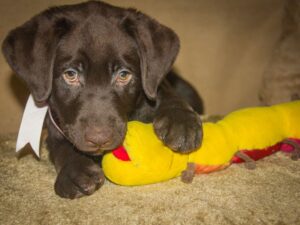 Multiple Toys Can Help