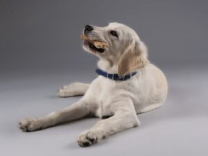 My Pick of the Best Puppy Toys
