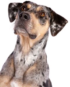 Origin Of The Catahoula Lab Mix
